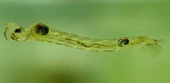Glassworm Glass Worms Chaoborus Or Corethra Larvae The Fish Guide