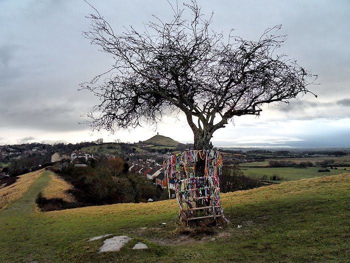 Glastonbury Thorn Glastonbury39s Holy Thorn tree back from the dead