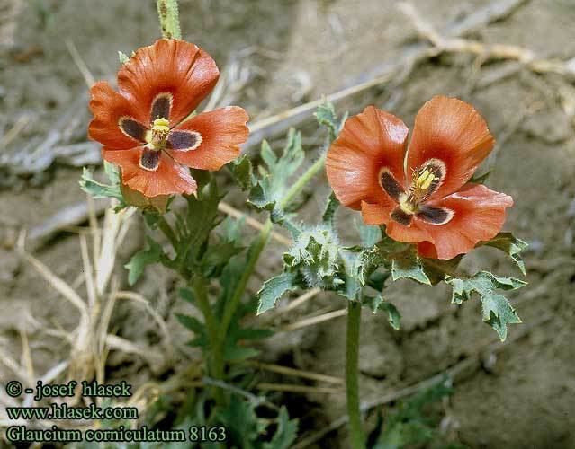 Glaucium corniculatum corniculatum Red horned poppy Glauciere carlate cornet