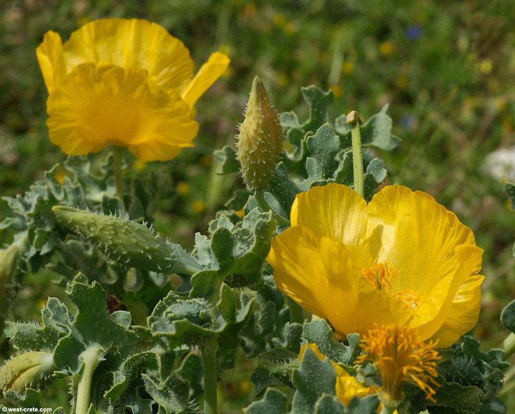 Glaucium flavum Glaucium flavum Yellow horned poppy