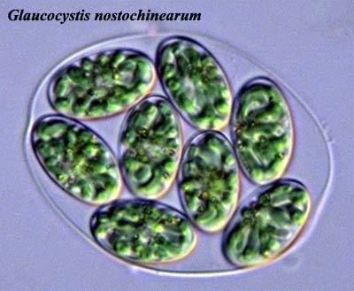 Glaucophyte Palaeos Eukarya Plantae