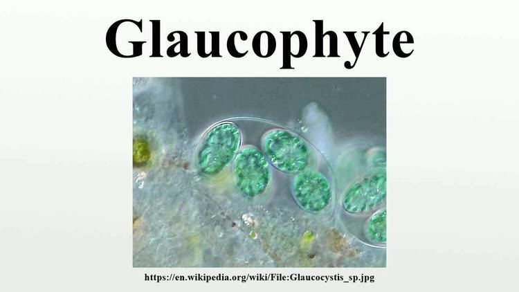 Glaucophyte Glaucophyte YouTube