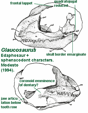 Glaucosaurus palaeoscomvertebratessynapsidaimagesGlaucosau