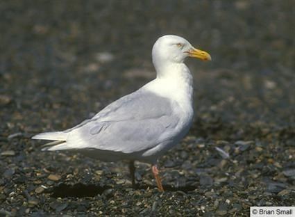 Glaucous gull Glaucous Gull Identification All About Birds Cornell Lab of