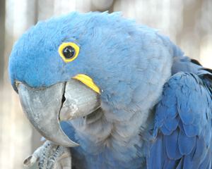 Glaucous macaw The Glaucous Macaw Anodorhynchus glaucus Kaieteur News