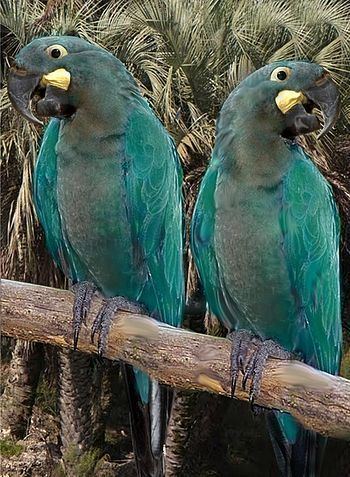 Glaucous macaw 20 Endangered Species That May Surprise You Country of origin