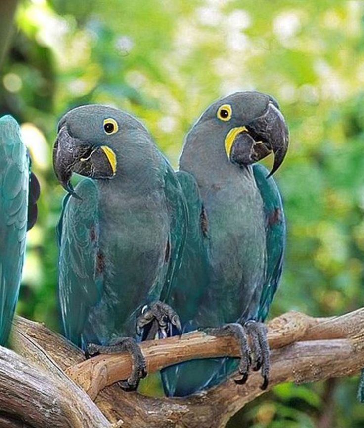 Glaucous macaw 1000 images about For The Love of Macaws on Pinterest Endangered