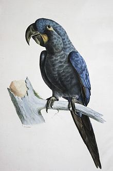 Glaucous macaw httpsuploadwikimediaorgwikipediacommonsthu