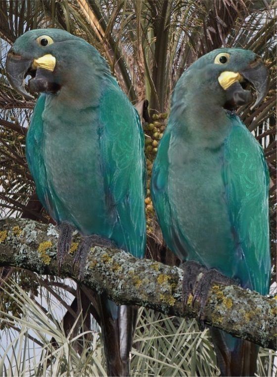 Glaucous macaw Glaucous Macaws Anodorhynchus glaucus Glaucous means blueish green