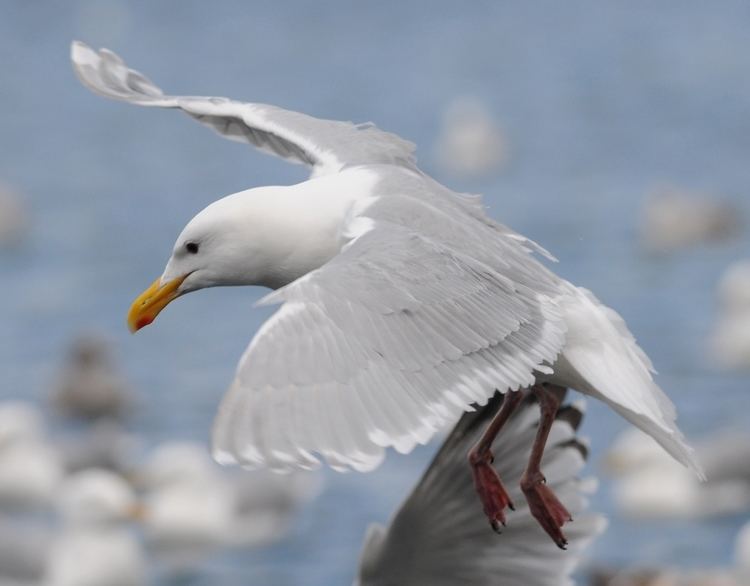 Glaucous-winged gull Glaucouswinged Gull varanger 4 Birding Frontiers