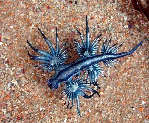 Glaucus (gastropod) Meet The Blue Dragon Glaucus Atlanticus who is a small marine