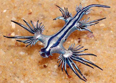 Glaucus (gastropod) Life of Blue Glaucus Life of Sea