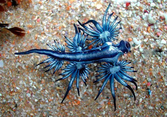 Glaucus (gastropod) Glaucus atlanticus common names sea swallow blue glaucus blue sea