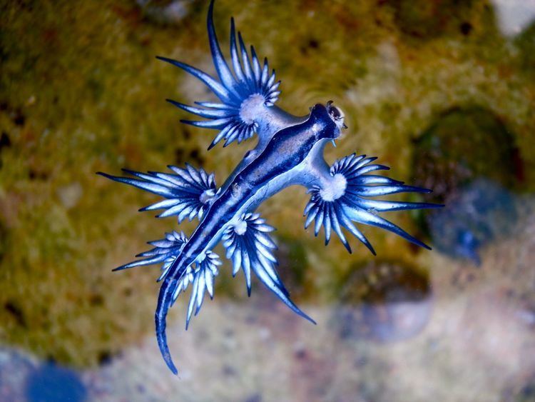 Glaucus (gastropod) 1000 ideas about Glaucus Atlanticus on Pinterest Sea slug Slug