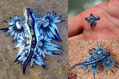 Glaucus (gastropod) glaucidae Tumblr