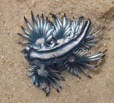 Glaucus (gastropod) This is a Sea Swallow Glaucus atlanticus a gastropod mollusc that