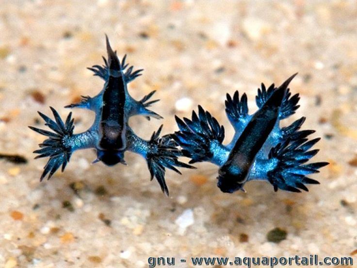 Glaucus marginatus 1000 images about Blue Dragon on Pinterest Blue angels Online