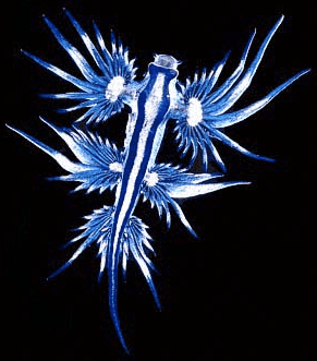 Glaucus marginatus Glaucus Atlanticus amp Marginatus Nudibranch Scuba Diver Life