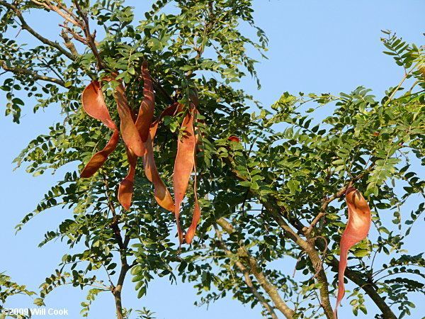 Gleditsia Gleditsia triacanthos