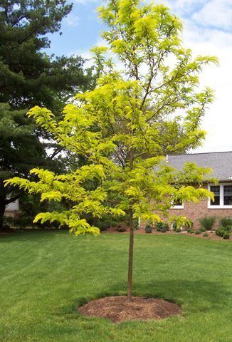 Gleditsia 1000 images about Gleditsia triacanthos 39Sunburst39 on Pinterest