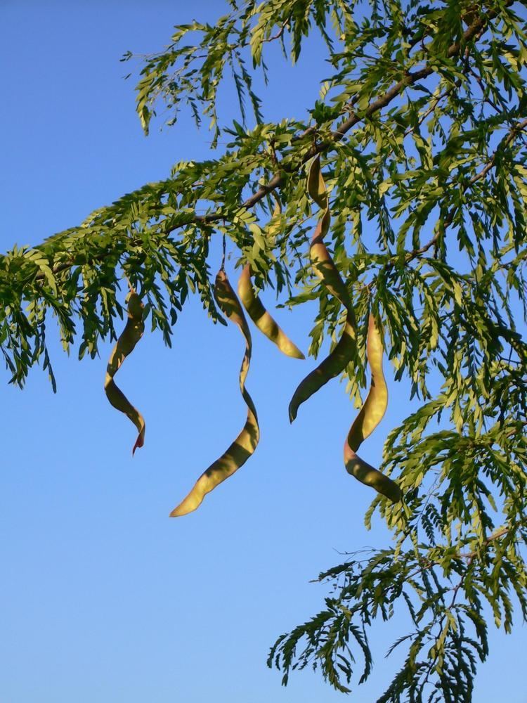 Gleditsia Permaculture Plants Honey Locust Temperate Climate Permaculture