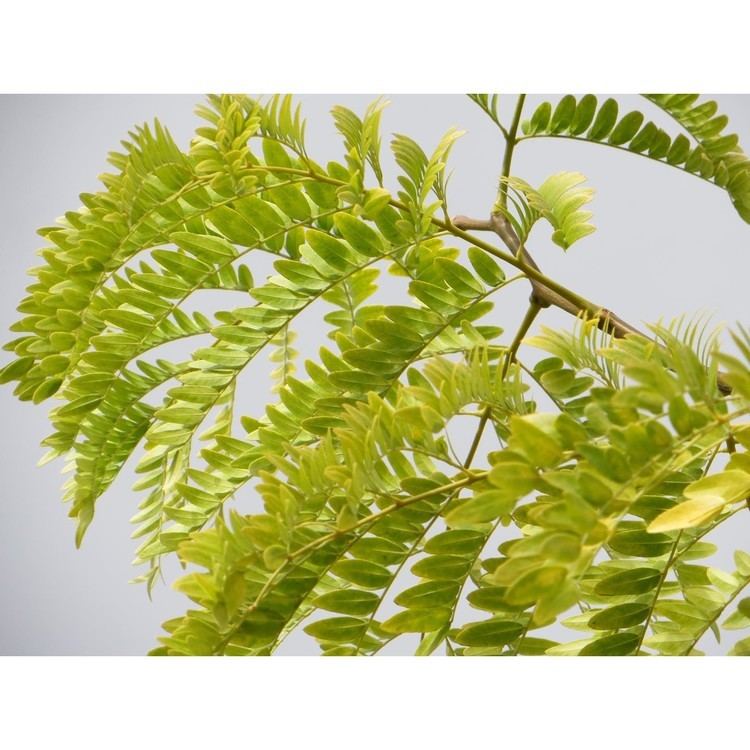 Gleditsia Permaculture Plants Honey Locust Temperate Climate Permaculture