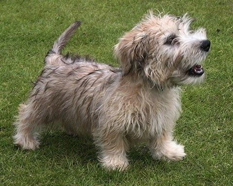 Glen of Imaal Terrier Glen of Imaal Terrier History Personality Appearance Health and