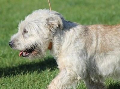 Glen of Imaal Terrier Glen of Imaal Terrier Dog Breed Information and Pictures
