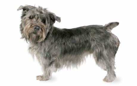 Glen of Imaal Terrier Glen of Imaal Terrier Dog Breed Information Pictures