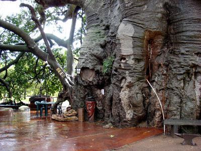 Glencoe Baobab The Oldest Living Things in the World PHOTOS BAOBABS