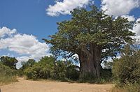 Glencoe Baobab httpsuploadwikimediaorgwikipediacommonsthu