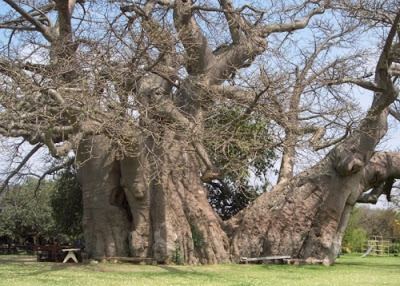Glencoe Baobab Baobab Trees South Africa Example MindMeister