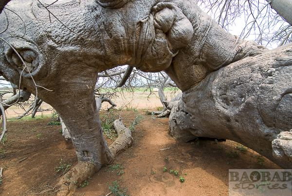 Glencoe Baobab Baobab with Hidden Treasure Baobab