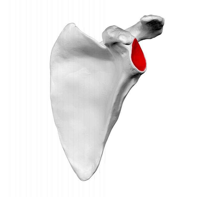 Glenoid cavity
