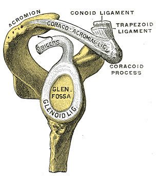 Glenoid labrum