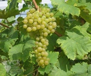 Glera (grape) f1winesearchernetimagesgrapegleraprosecco