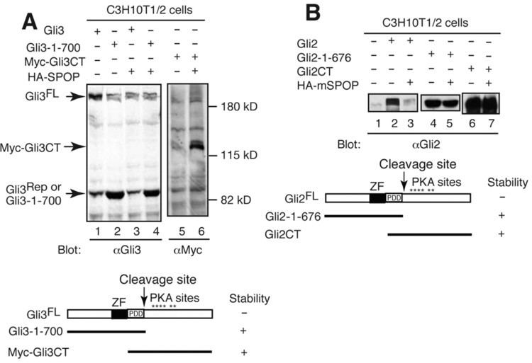 GLI2 Suppressor of fused and Spop regulate the stability processing and