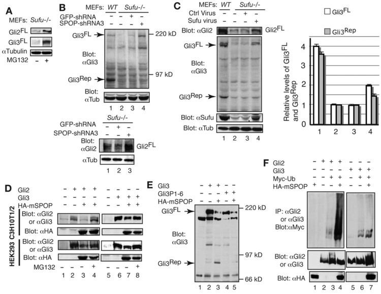 GLI2 Suppressor of fused and Spop regulate the stability processing and