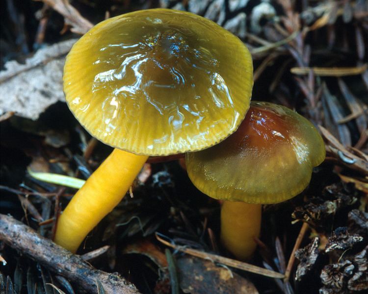 Gliophorus California Fungi Gliophorus psittacinus