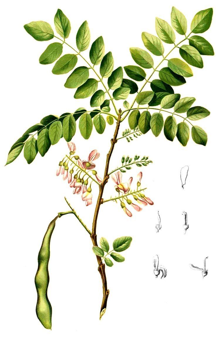 Madre de Cacao Seeds Rare Medicinal Tropical Tree Seeds 4 Gliricidia sepium
