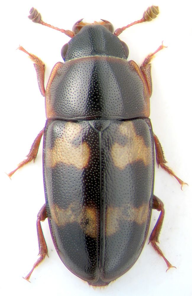 Glischrochilus Glischrochilus Librodor binaevus Reitter 1879Nitidulidae