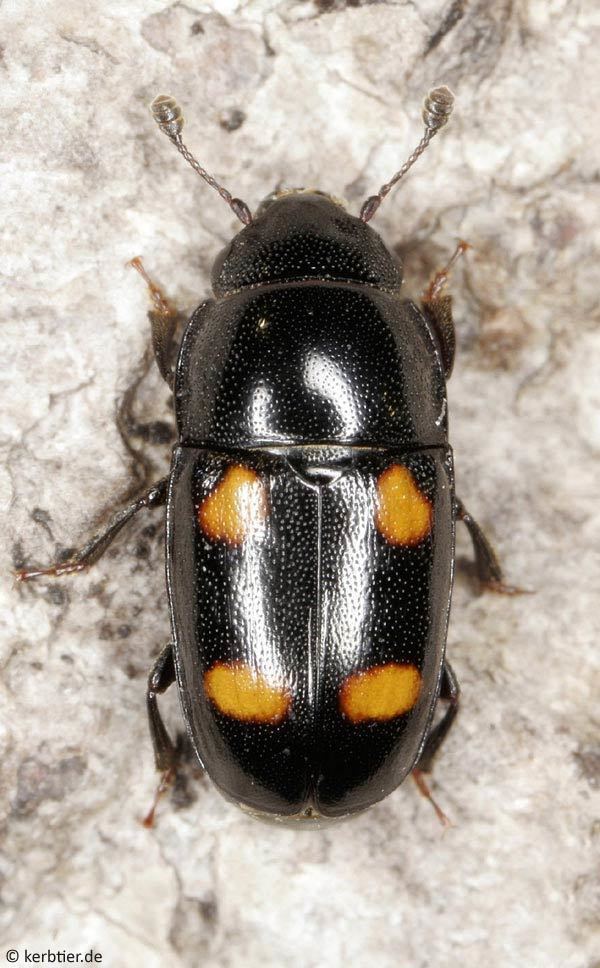 Glischrochilus Compare beetle photos Glischrochilus quadriguttatus Glischrochilus