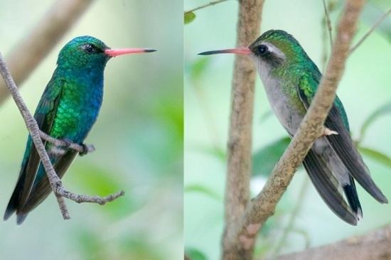 Glittering-bellied emerald Glitteringbellied Emerald BirdForum Opus