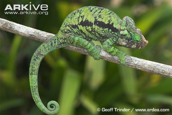 Globe-horned chameleon Globehorned chameleon photo Calumma globifer G103356 ARKive
