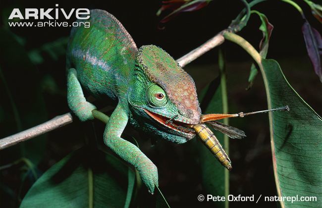 Globe-horned chameleon Globehorned chameleon photo Calumma globifer G103383 ARKive
