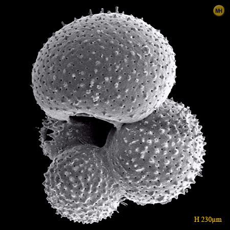 Globigerina Alchetron The Free Social Encyclopedia Globigerina Alchetron The Free Social Encyclopedia
