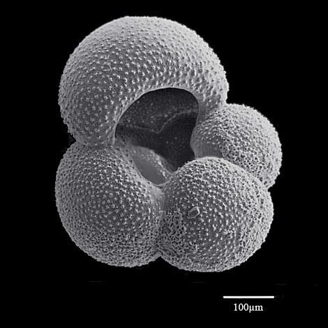 Globigerina Globigerina bulloidesOporto SeamountPortugalPleistocene