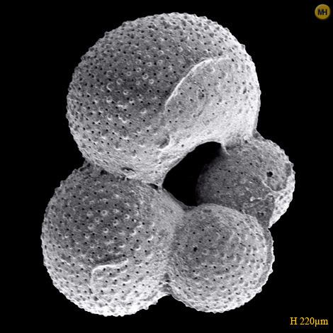 Globigerina bulloides Globigerina bulloidesQuaternary Foraminifera