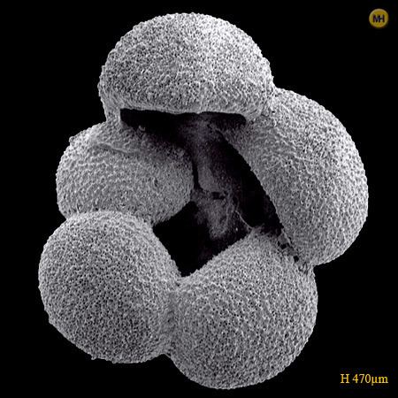 Globigerina bulloides Globigerina bulloidesQuaternary Foraminifera