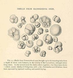 Globigerinacea httpsuploadwikimediaorgwikipediacommonsthu